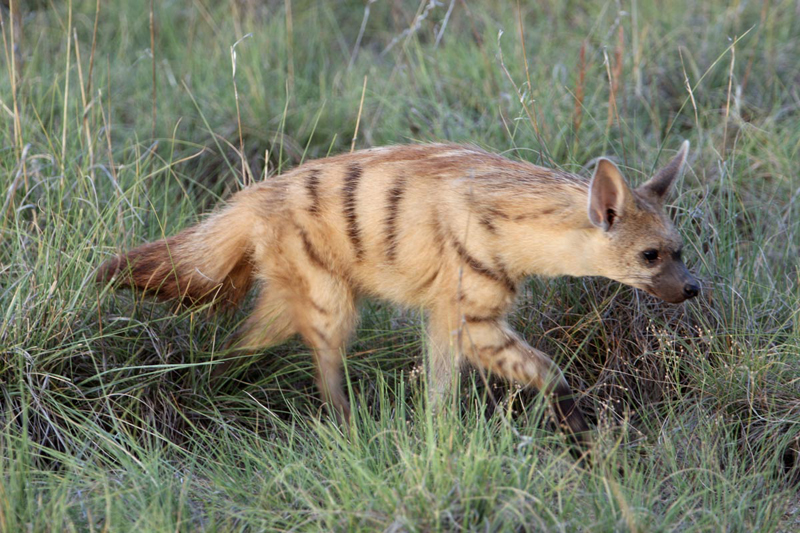 Illustration for article titled Wednesday Hyena - Proteles cristata Edition